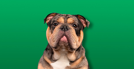 Foto de cachorro da raça Bulldog Inglês em fundo verde.