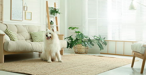 Cachorro na sala de casa